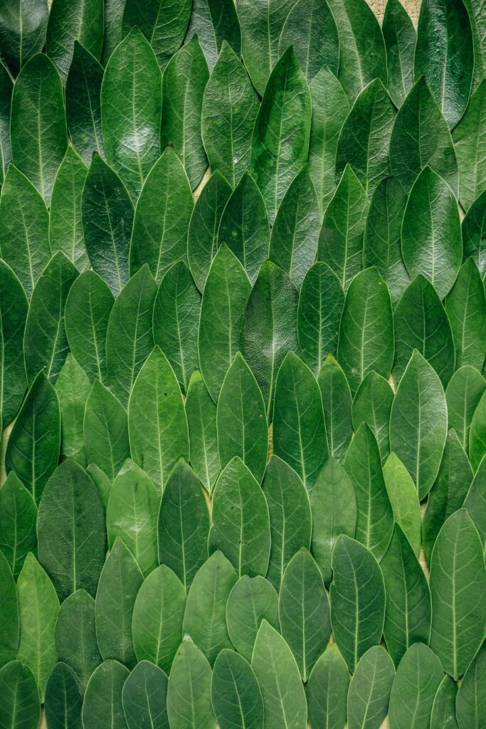 red plant leaves